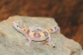 Leopardgecko Super Giant 0. 1
