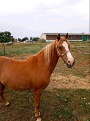 Welsh Pony Mix Stute