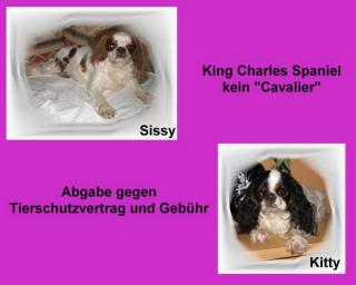 ZWEI KING CHARLES SPANIEL