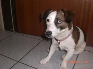 Jack Russel Weibchen