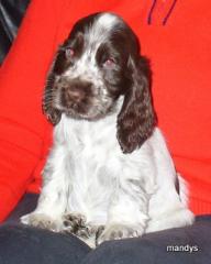 Cocker Spaniel Hündin braunschimmel 9 Wochen