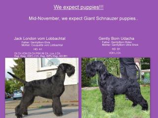 Wir erwarten schwarze Riesenschnauzer Welpen