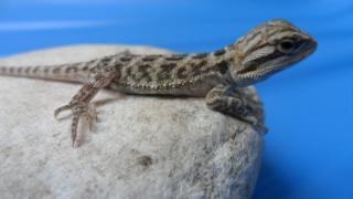 Die ersten Barti Babys sind am 19. 5-21. 5. 2021 geboren