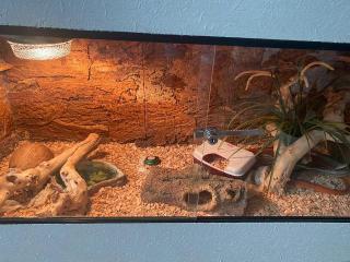 Verkaufe Terrarium mit 2 Kornnatter Weibchen