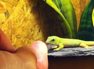 Madagaskar Taggecko Baby