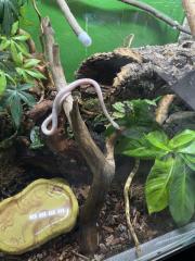 Kornnattern mit Terrarium