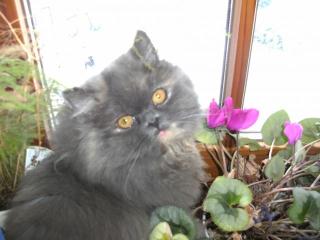 Dekkater Perser gesucht