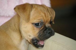Der super Mops Rassmo Kleiner, lustiger Traumhund.
