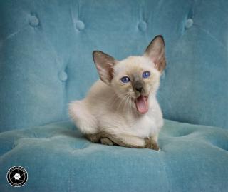 Siamesen kitten kleinen Seelenträger