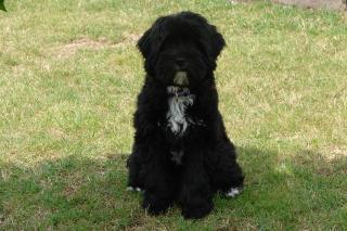 Tibet Terrier Hündin