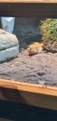 Terrarium mit leopardengeckos