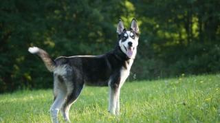 Husky-Mix sucht neues Heim .