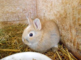 Zwergkaninchen und Meerschweinchen aus langjähriger Hobbyzucht
