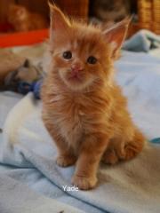 Rote Typvolle Maine Coons mit Stammbaum