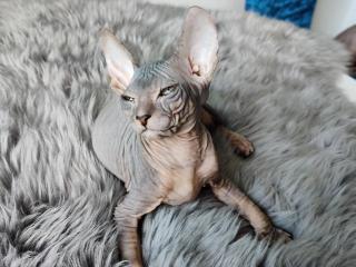 Don Sphynx Kitten suchen ein liebevolles Zuhause