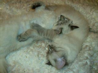 Reinrassige Ragdoll-Kitten mit Lynx-Zeichung Amy Adam