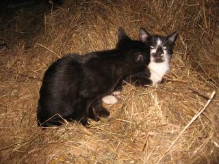 2 Katzenbabys zu verschenken