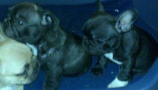 2 Französische Bulldoggen abzugeben