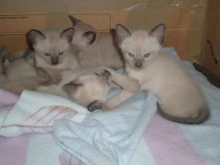 5 Siam-Kitten suchen zu Hause