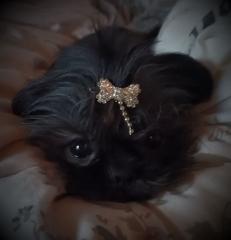 Shih Tzu weibchen klein 8 Jahre