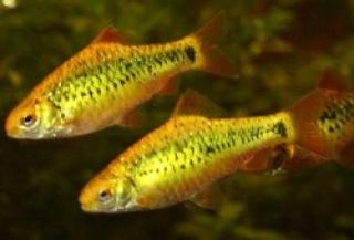 Fische, verschiedene