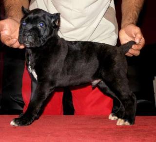 WELPE CANE CORSO
