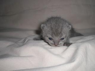 BKH Kitten mit Papiere