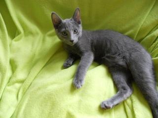 Russisch Blau Kater 12 Wochen jung
