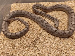 1. 0 Kornnatter Ghost Motley-Striped het. Hypo