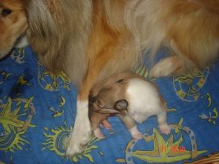 Hallo unsere Collie hündin hat ein süßes baby .