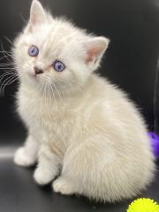 BKH-Kitten- Weibchen-Stammbaum