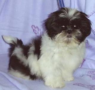 Bezaub. Shih Tzu Welpen