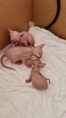 Reinrassige Canadian Sphynx Kitten und Elf mit Stammbaum und Blauen Augen