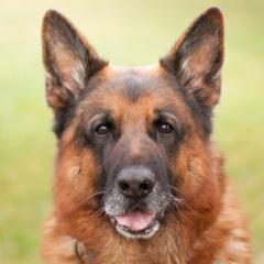 GUSTI - Schäferhund, männlich, 9 Jahre, 70 cm, 51 kg, Gechipt