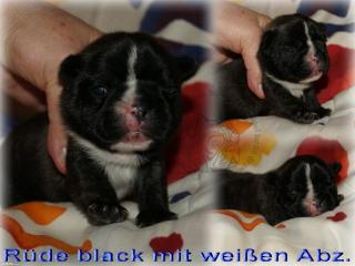 Französische Bulldoggen Babys suchen noch eine liebe Familie