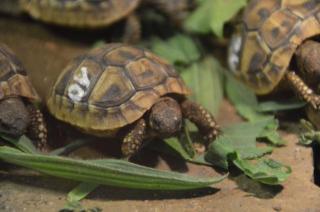 Griechischer Landschildkröten Nachzucht aus 2021 CITES-Zertifikat
