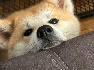 Akita Inu Hündin