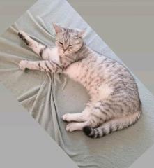 BKH Katze Filou