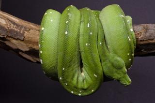Morelia Viridis Grüner Baumpython und Terrarium abzugeben
