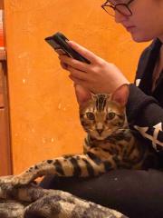 1Jähriger Bengal Kater mit Stammbaum