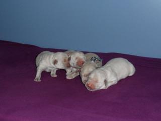 Golden Retriever Welpen abzugeben
