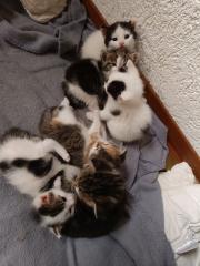 Katzenbabys abzugeben