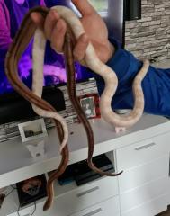 Kornnattern