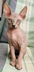 Sphynx-Kitten