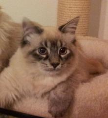 Traumhaft schönes Neva Masquarade Kater sucht seine/n Menschen