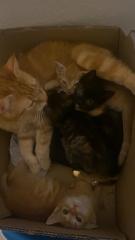 4 süße Katzen suchen ein neues Zuhause