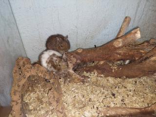 Degus Abzugeben braun, mehrere Farben Weibchen und Männchen