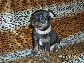 Chihuahua Welpen