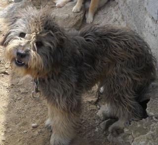 Curly - vom trostlosen Leben eines Hundekindes auf Mykonos .
