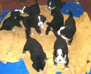 Berner Sennenhund Welpen, reinrassig, gesund kräftig